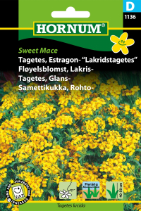 Lakridstagetes - Sweet Mace