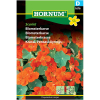 Blomsterkarse - Scarlet
