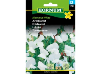 Ærteblomst - Mammut white