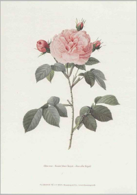Kunsttryk A4 - Alba-rose