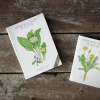 Spiselige vilde planter