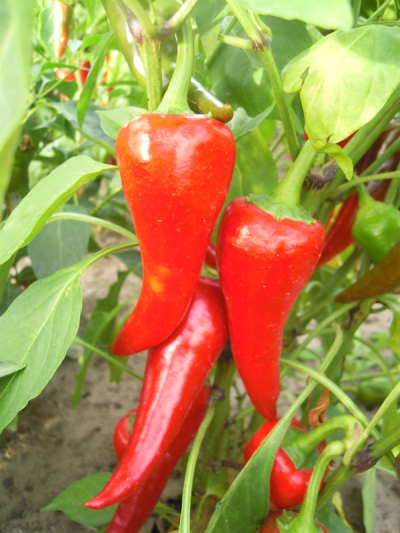 Chili - Cyklon