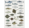 Havets Fisk Plakat