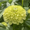 Zinnia Elegans Envy