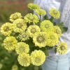 Zinnia Elegans Envy