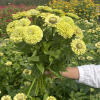 Zinnia Elegans Envy