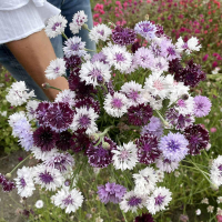 Kornblomst