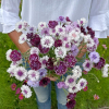Kornblomst