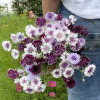 Kornblomst