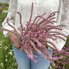 Hindebæger - Pink Pokers