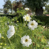 Cosmos Double Dutch White