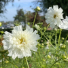 Cosmos Double Dutch White