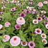 Zinnia Zinderella Lilac