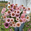 Zinnia Zinderella Lilac