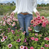 Zinnia Zinderella Lilac