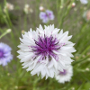 Kornblomst
