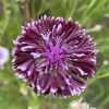Kornblomst