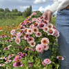 Zinnia Zinderella Lilac