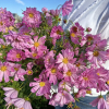 Cosmos Sea Shells Rose