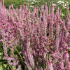Hindebæger - Pink Pokers