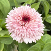 Zinnia Zinderella Lilac