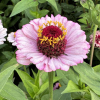 Zinnia Zinderella Lilac