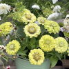 Zinnia Elegans Envy