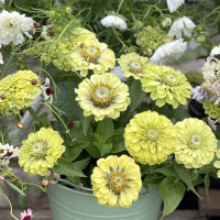 Zinnia Elegans Envy