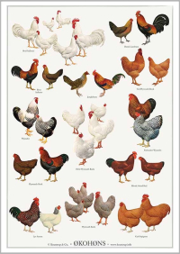 Økohøns Plakat