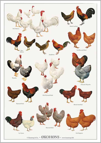 Økohøns Plakat