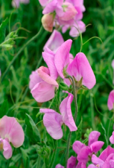 Ærteblomst - Mammoth Lavender
