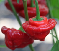 Chili - Mushroom Red