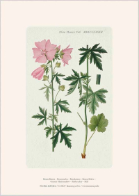 Kunsttryk A4 - Rosen-Katost